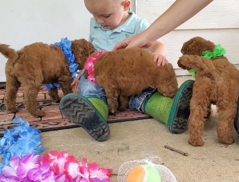 Previous Puppies Up The Creek Poodles