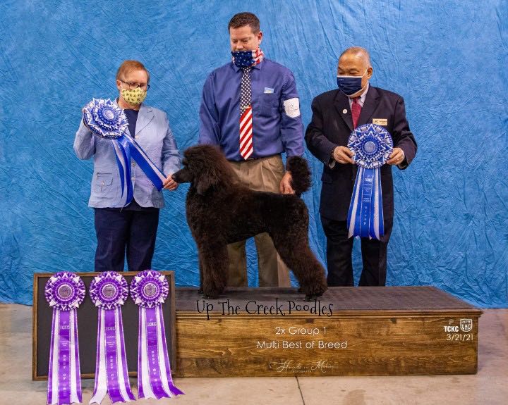 Pearl - Champion Standard Poodle