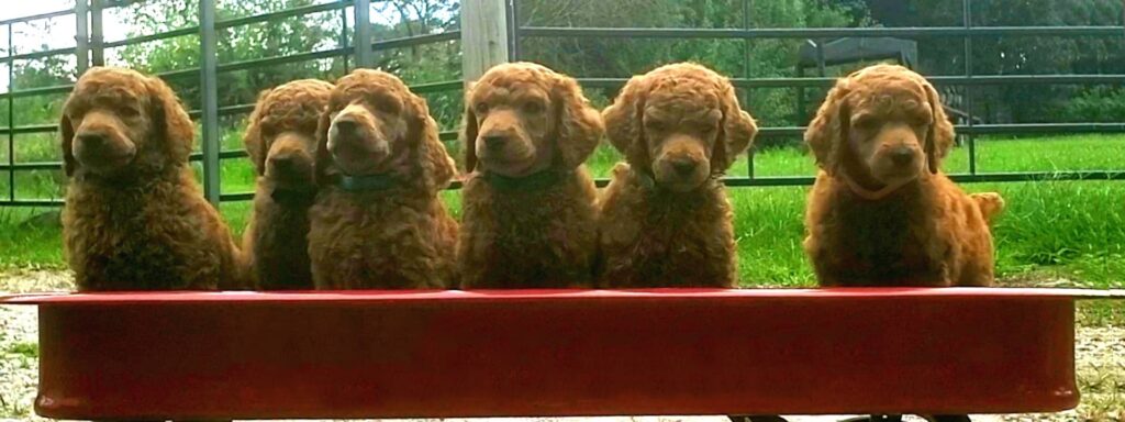 Up The Creek Poodles Banner